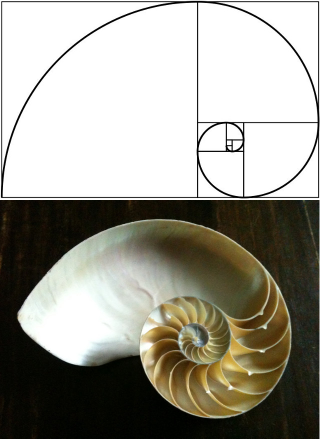 Illustration for article titled 15 Uncanny Examples of the Golden Ratio in Nature